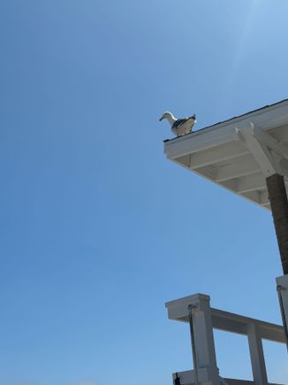 Seagulls. 