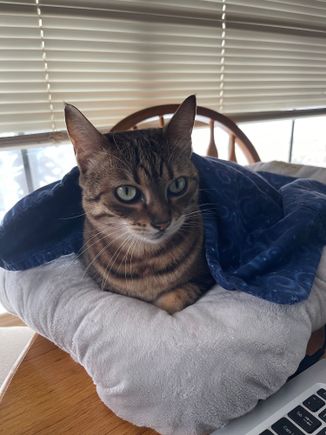 My work supervisor today was a strict taskmaster.  Slack off and she deploys the murder mittens