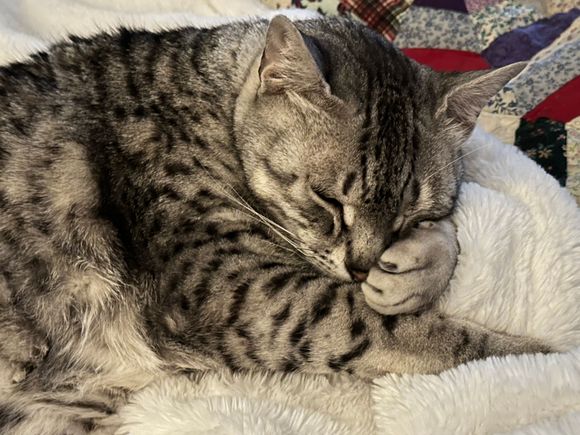 Anpu in repose