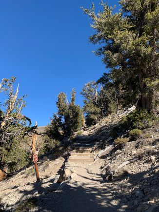 Steps of the trail through the grove 