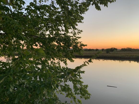Wetland behind the Hampton Inn