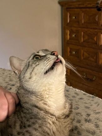 Anpu says happy tongues out Thursday 