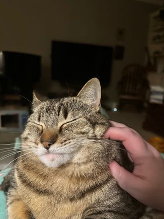 It’s rough being a cat at our house, obviously 