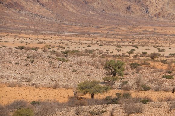 Spot the Oryx