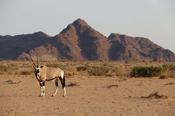 Lone oryx