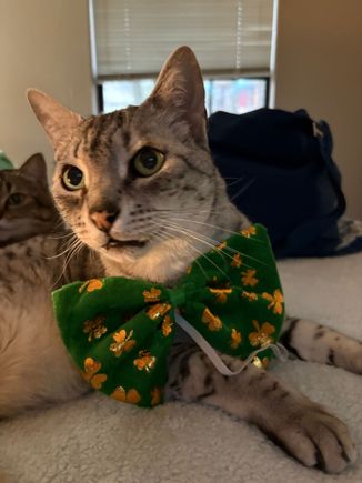 He says “kiss me! I’m Irish”.  

