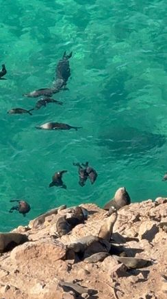 Seals! Loud and smelly, even from far away!