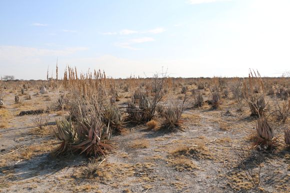 Rough, dry landscape