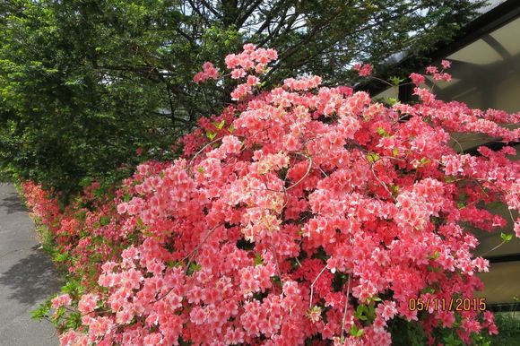  Karuizawa, 