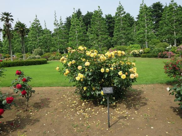 Back in Tokyo Shinjuku Gyoen