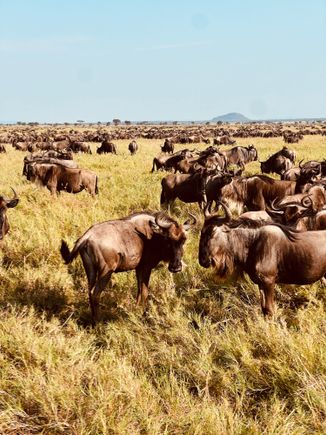 Wildebeest migration