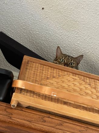 Ariel “hmm, if I push this speaker on top of my mama’s head, I wonder what will happen.”   #murdermittens Picture courtesy of my roommate. 
