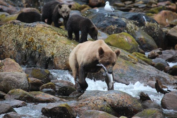 Grizzly with salmon