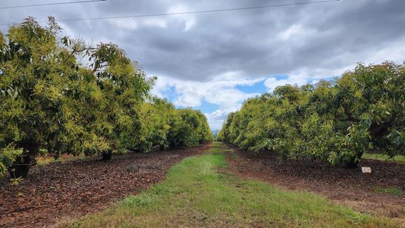 Mango winery