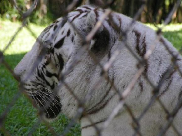 Namaste, the white Bengal Tiger at the Hilo Rainforest Zoo.