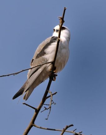 Corbett Tiger Reserve Kite 2010 FEB 19