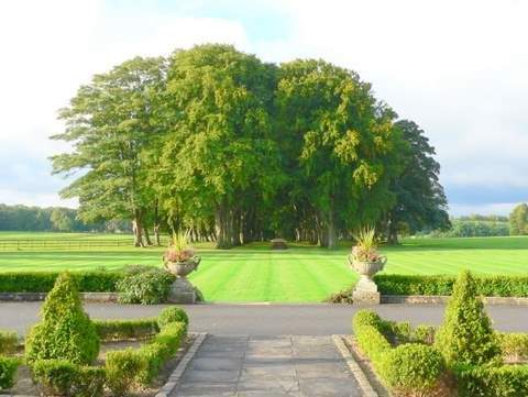 Tree-Lined Driveway