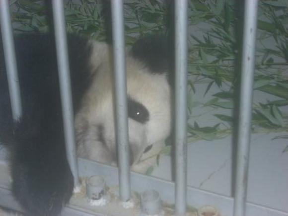 MeiLan 2007