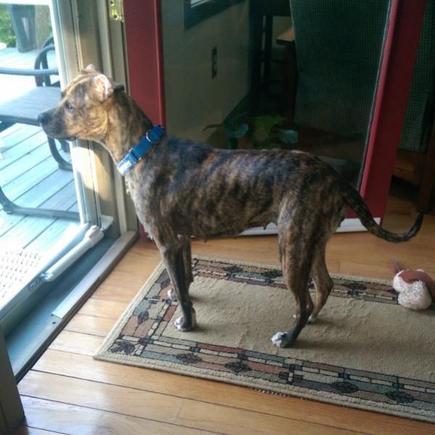 Shenzi watching squirrels
