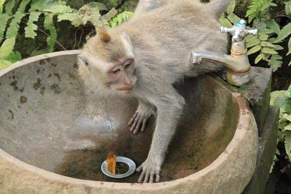 Drinking Monkey