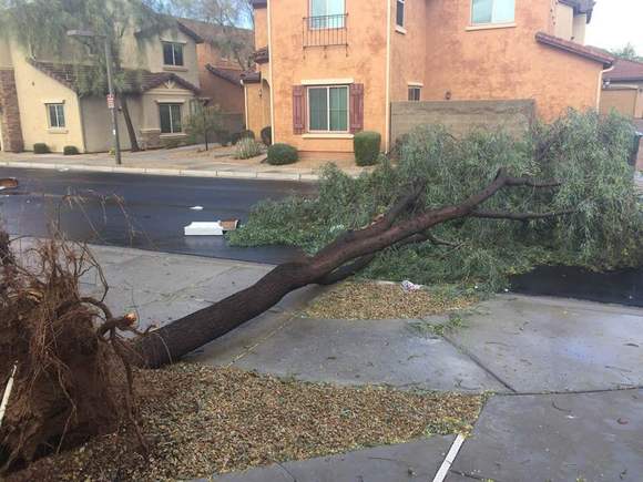 We saw a trees is falling down on the streets. That's my neighbor's trees. 