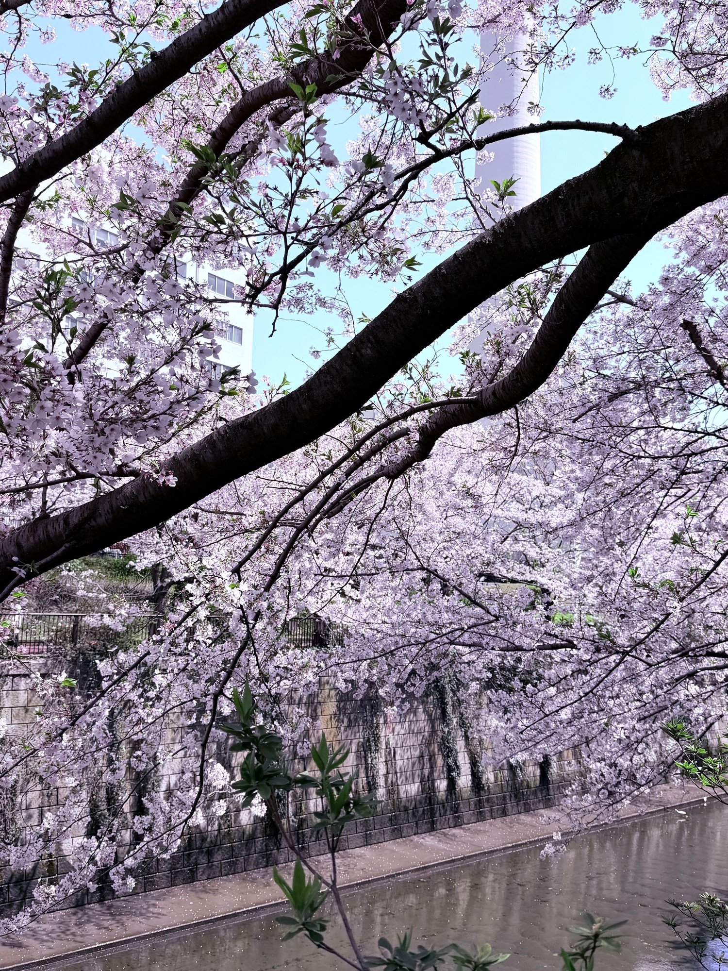 Meguro River