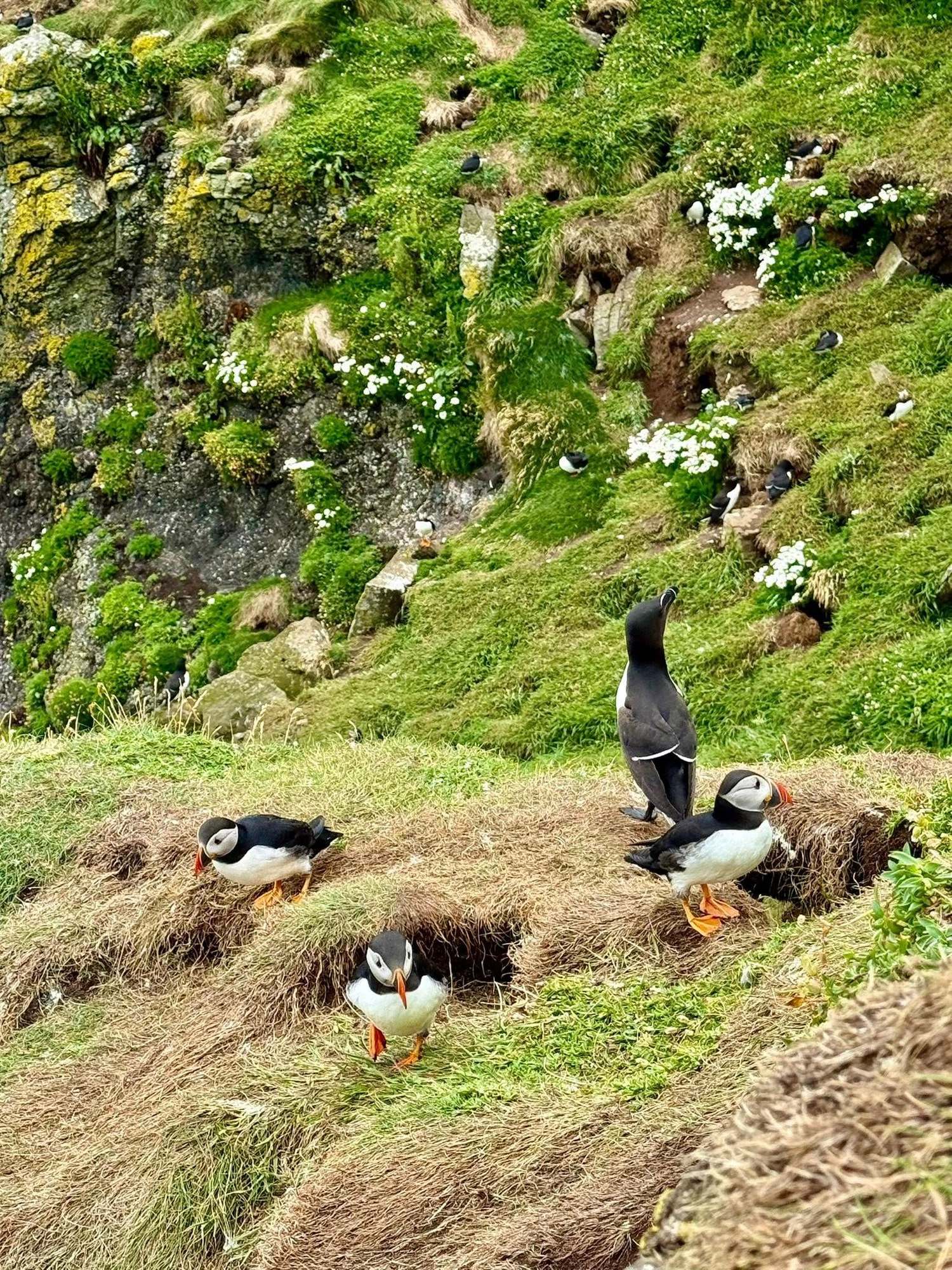 Puffins!