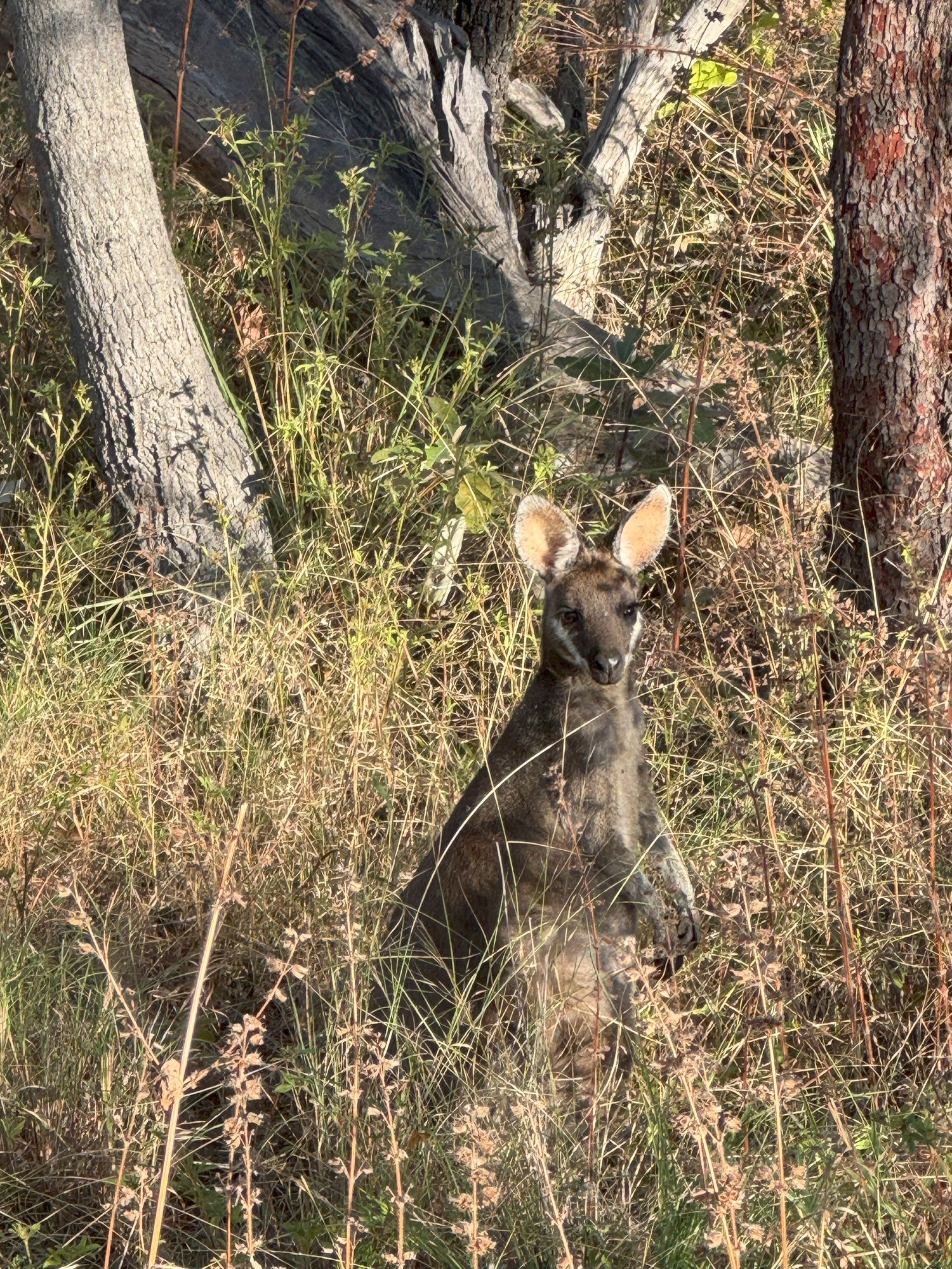 Saw quite a few of these guys...