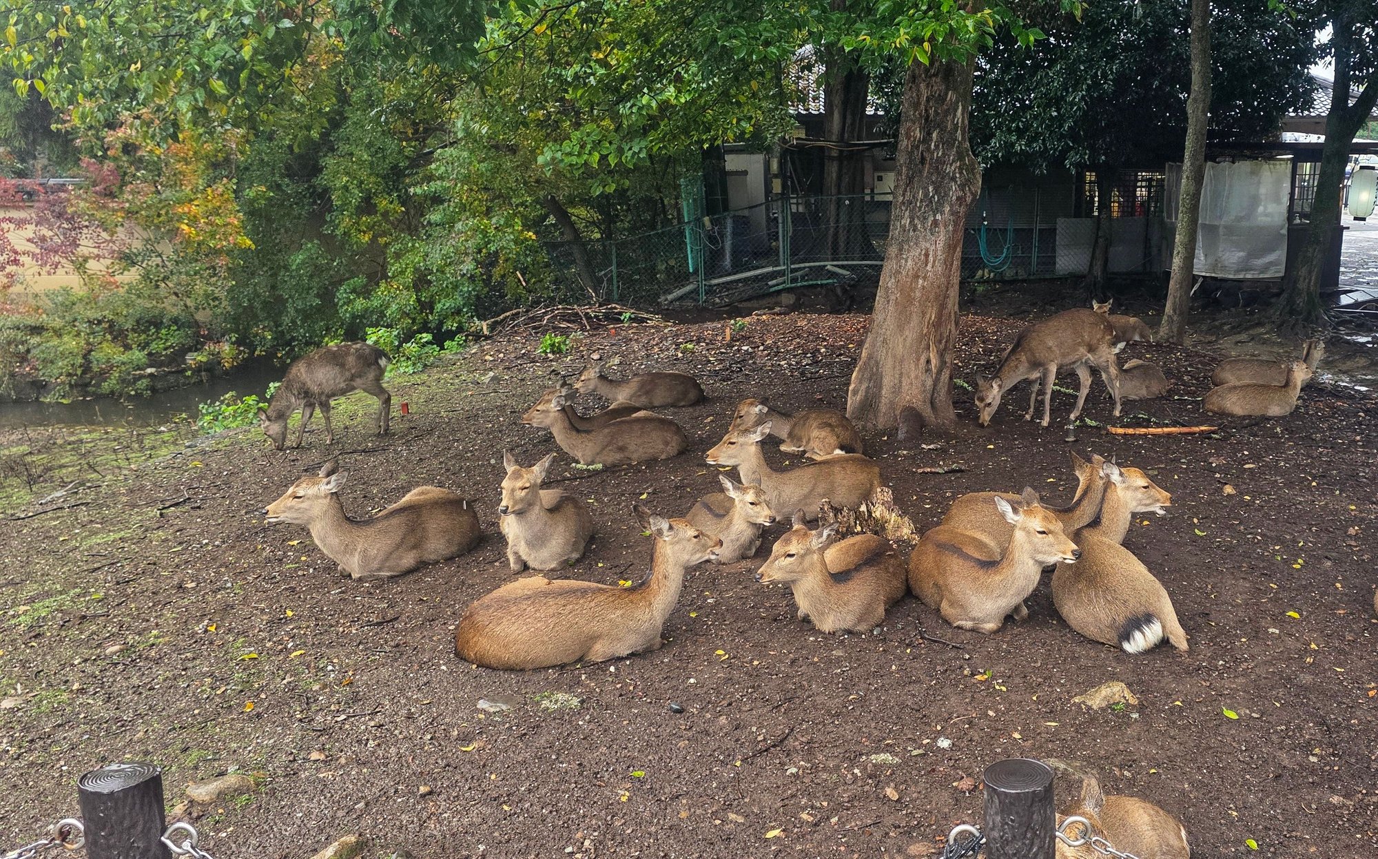 Dear conference under the tree