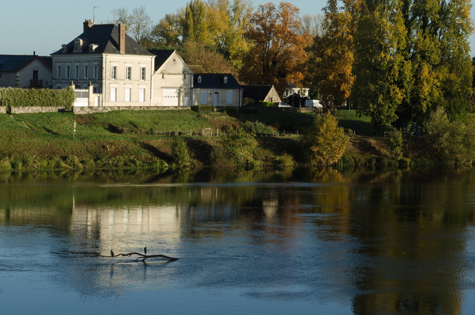 Cormorants staging a sit-in on the Loire.
