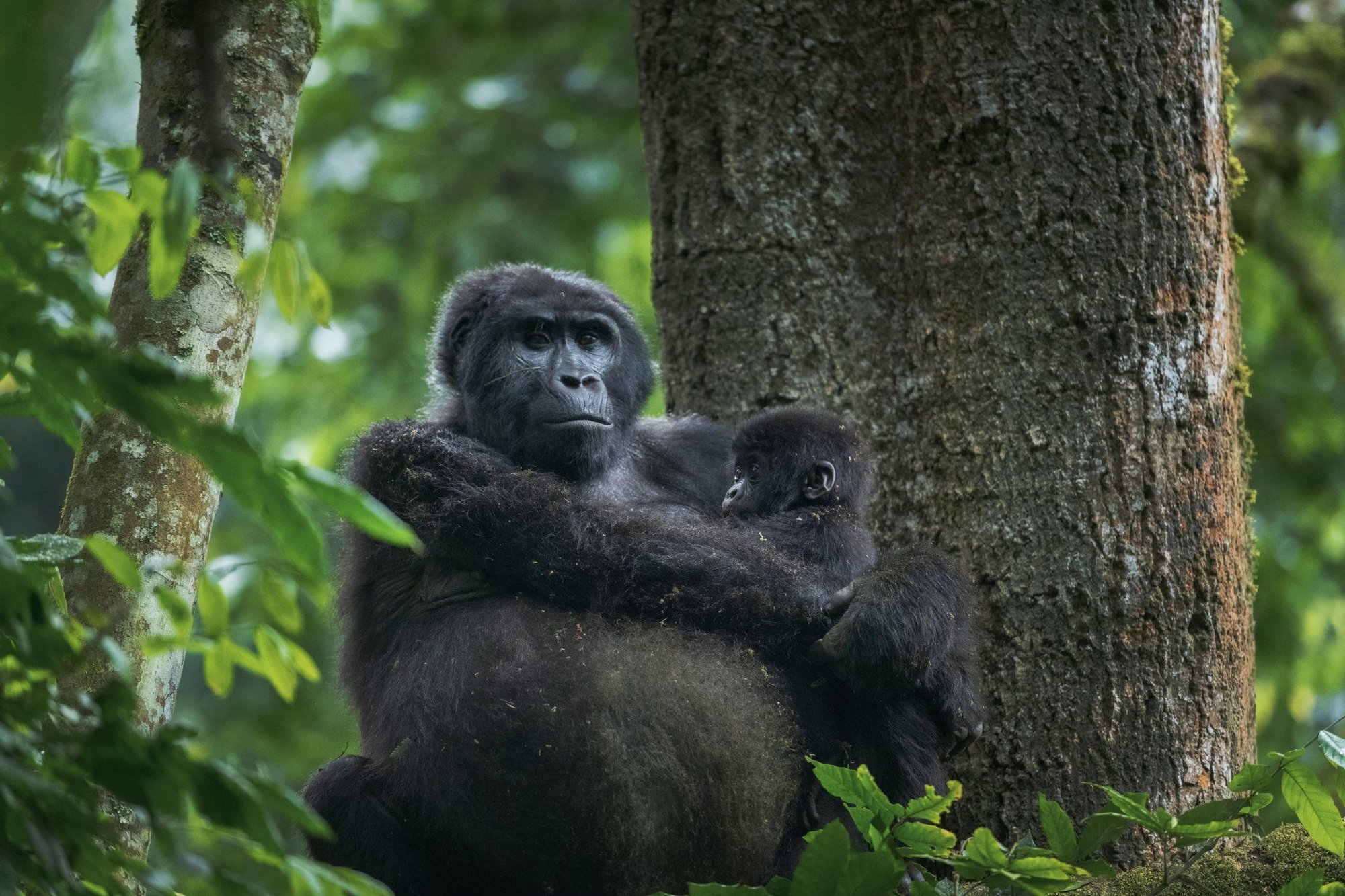 A giant Gorilla holding her juvenile in Bwindi implementable forest.