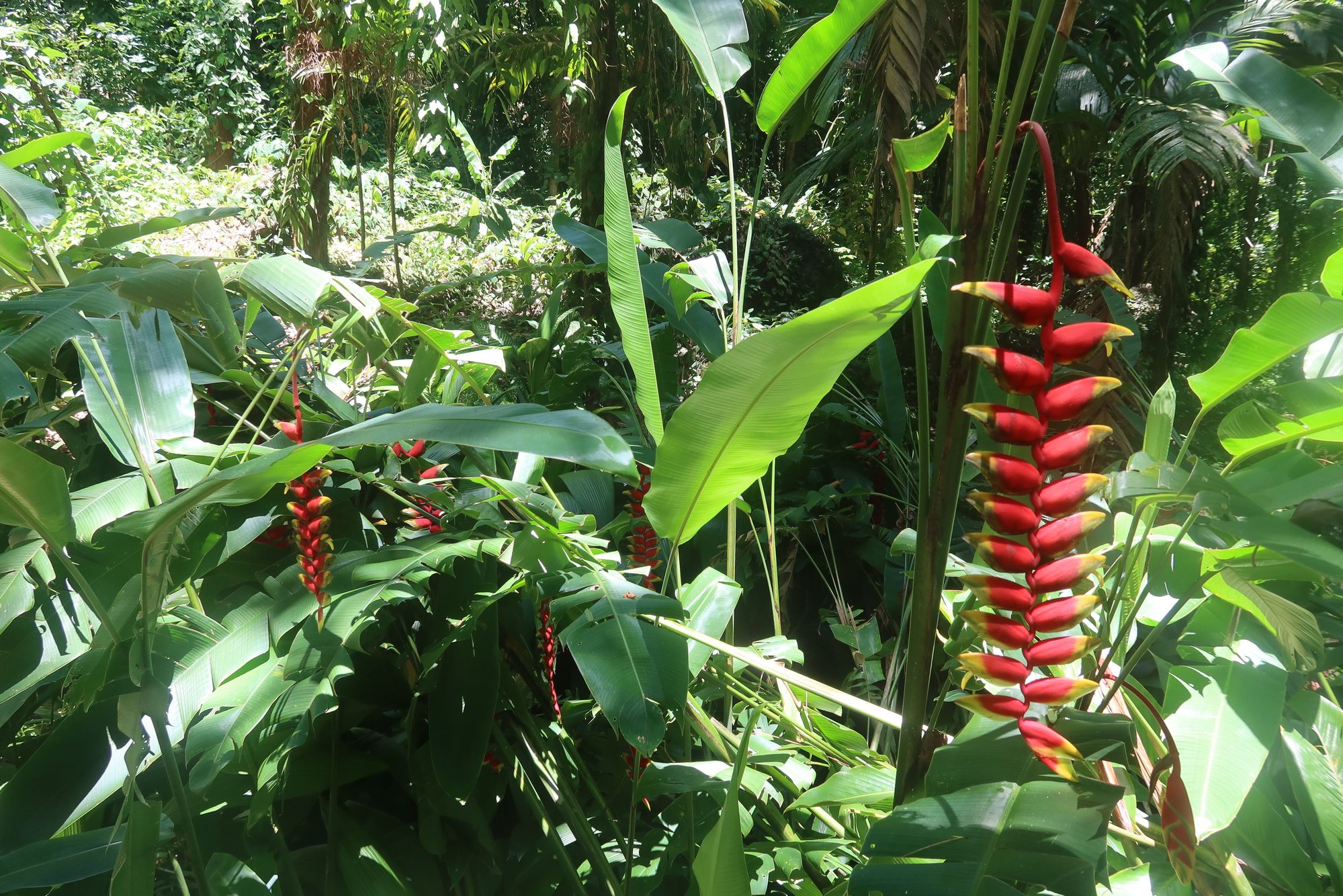 Flowers at the Garden of the Sleeping Giant