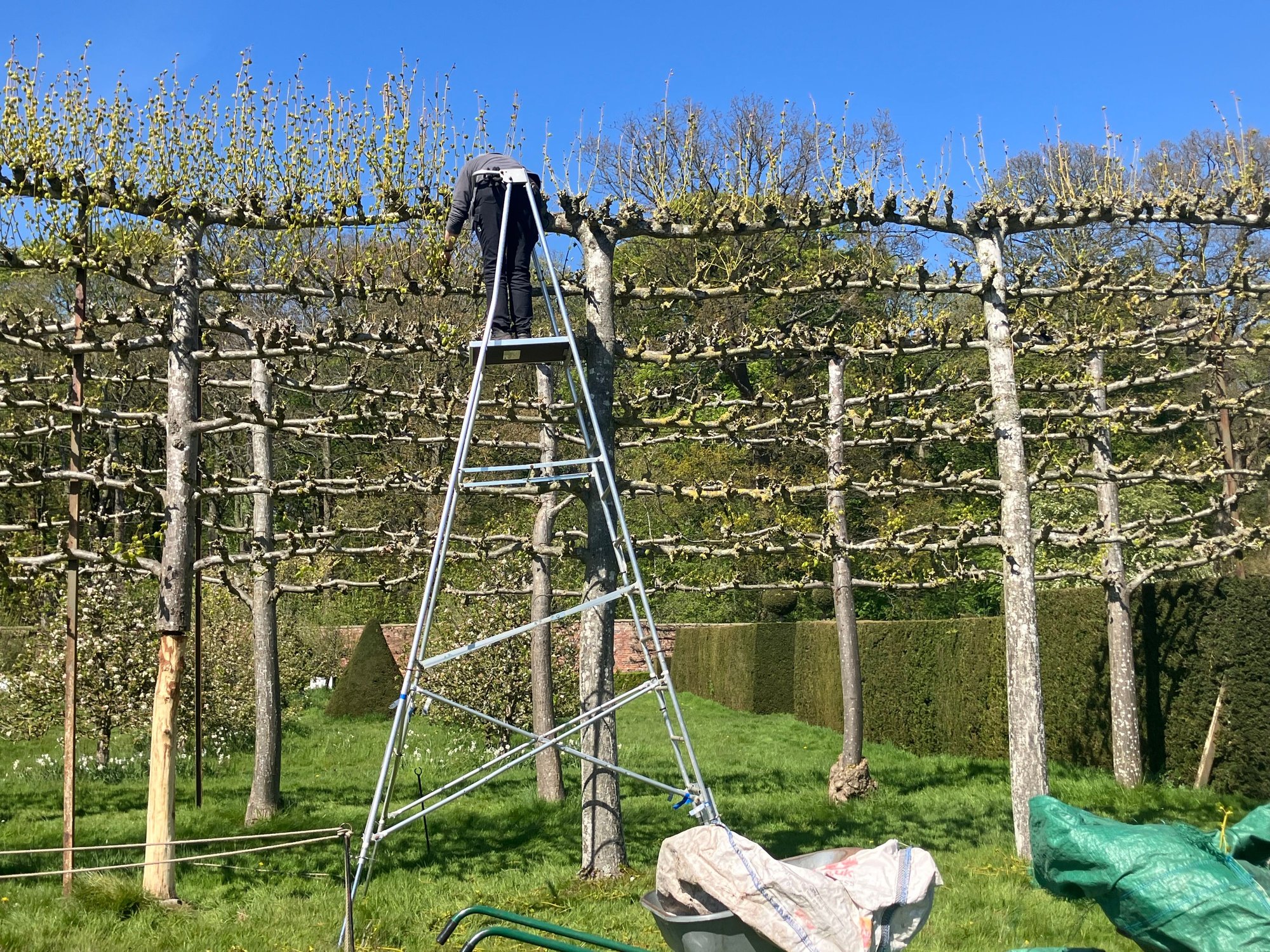Erdigg - pruning the pleached limes