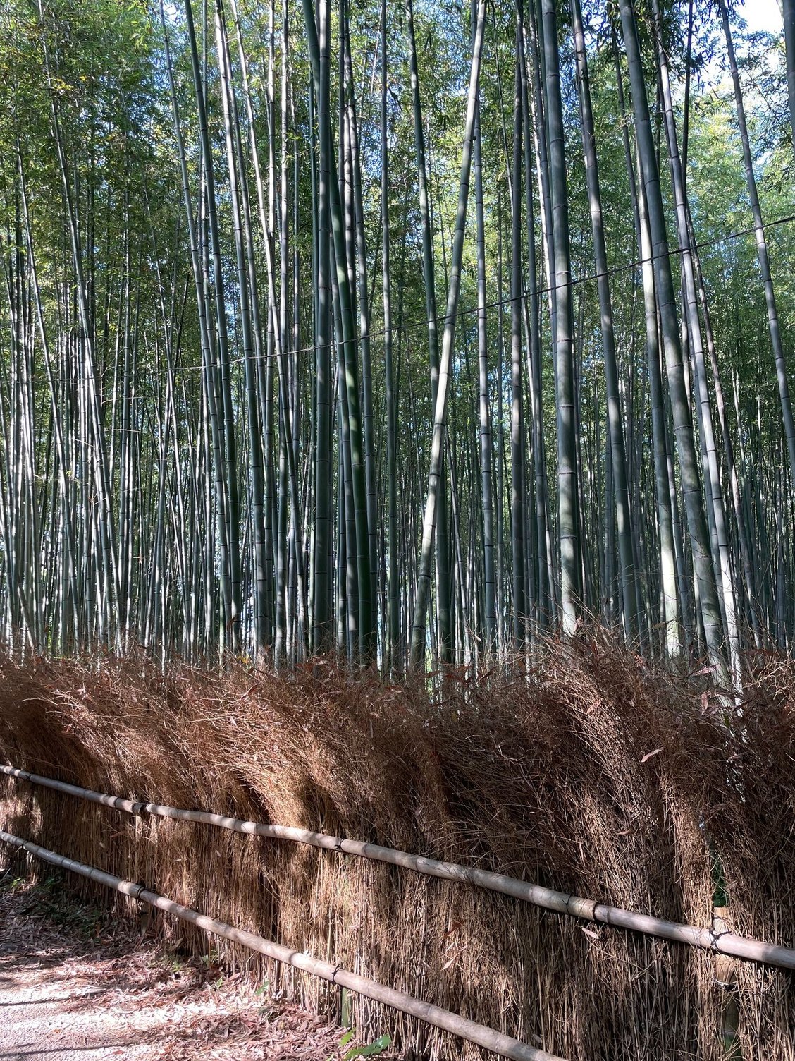 This is another stand of Bamboo we discovered walking and there was hardly anyone on this path