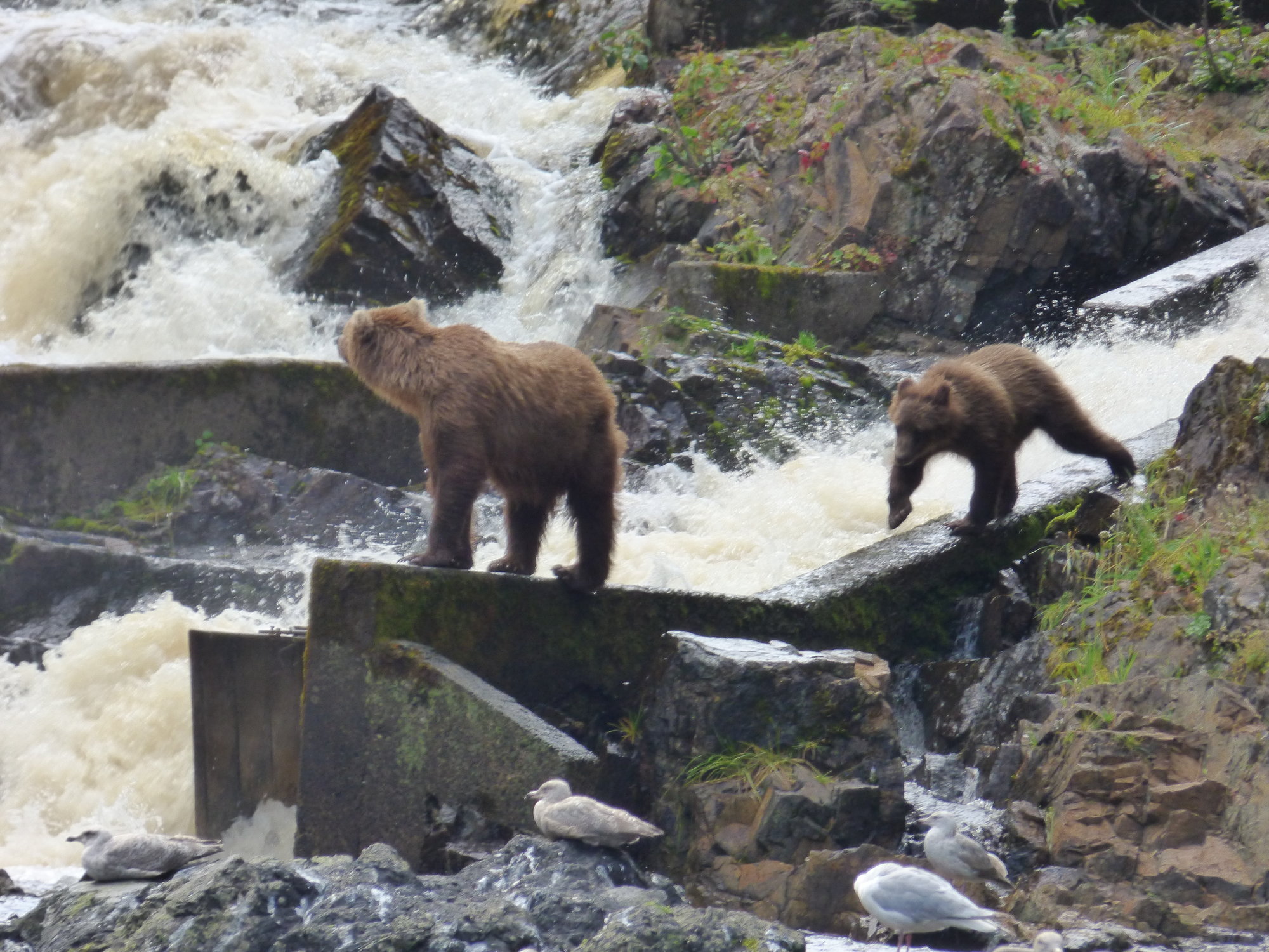 Bear Watching in Juneau, Alaska