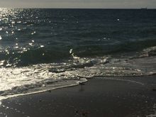 If you look closely there are sandpipers