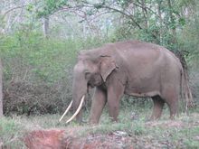 The eles were not far behind