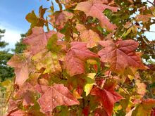Fall is here!