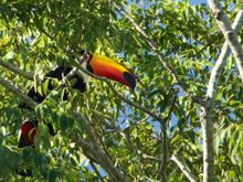 Toucans in the wild!! Saw 3 different ones