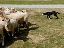 Visited a sheep farm and watched an amazing herding demonstration.