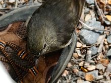 Robin on my shoe - they are very friendly.