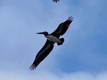 The avian version of a stealth bomber