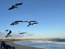 Seagulls at the Penguin Parade