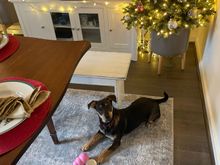 Her Covid puppy is ready!