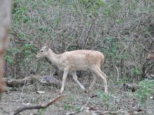 An 'albino' spotted deer
