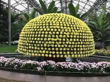 One plant, over 1,300 blooms