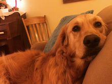 Lily thinks it’s a dumb idea.