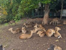 Dear conference under the tree