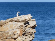 Rocky beach and water bird 