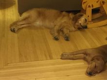 Like kswl, I have to say these two are (mostly) great. (And we always clean up their poop.)